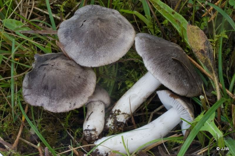 Tricholoma terreum